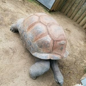 Meet your Posher, Cheyenne